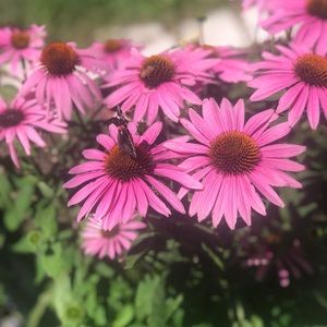 Meet your Posher, Marcy